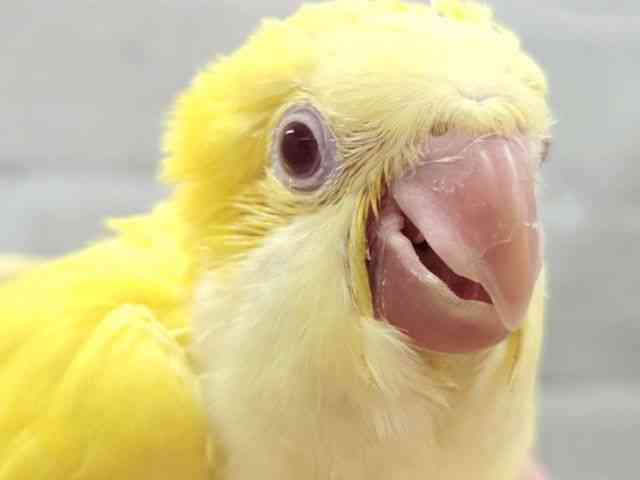 
                    オキナインコ