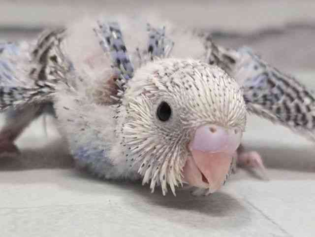 pet image