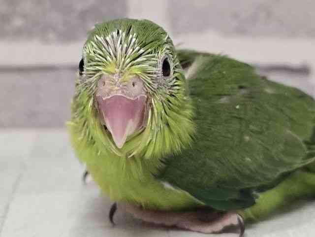 pet image