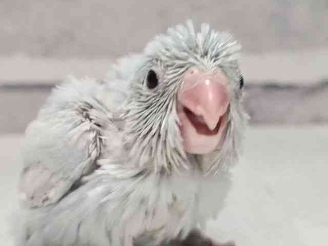 pet image