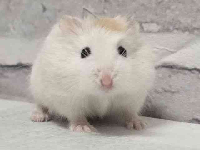 pet image