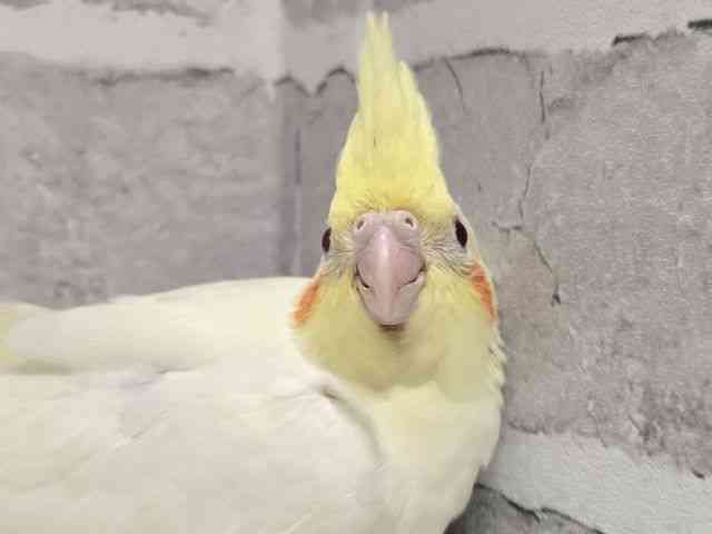 pet image