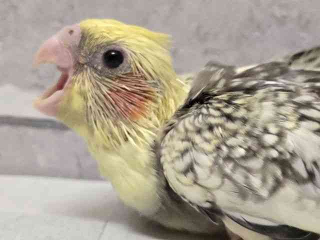 pet image