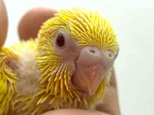 
                    セキセイインコ