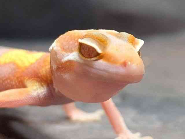 ヒョウモントカゲモドキ