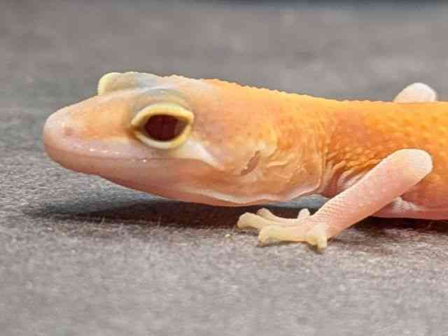 ヒョウモントカゲモドキ