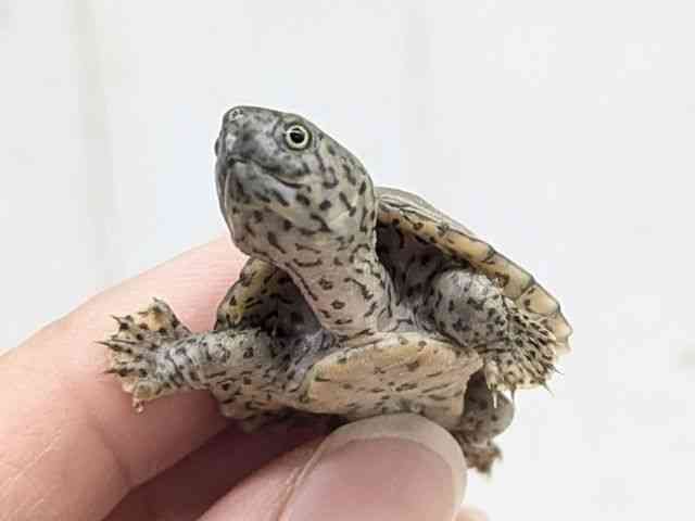 カブトニオイガメ