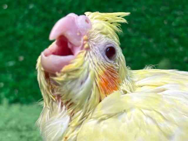 
                    オカメインコ