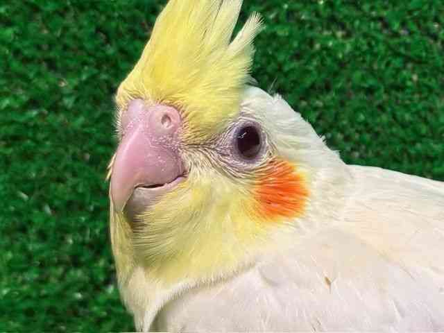 
                    オカメインコ
