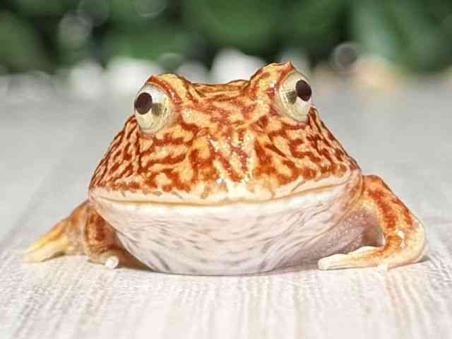 クランウェルツノガエル