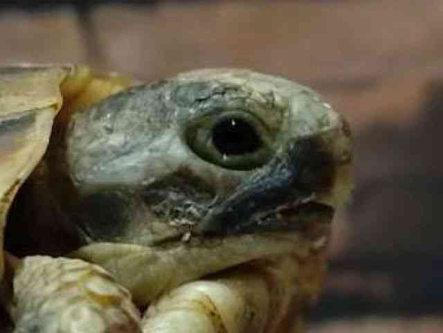 pet image