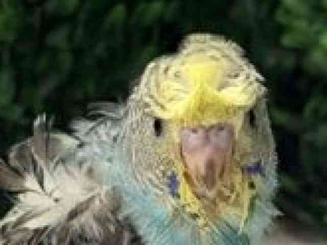 
                    羽衣セキセイインコ