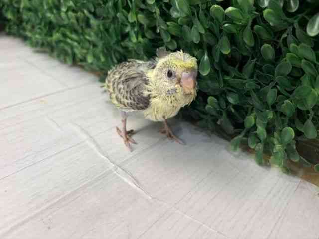 
                    羽衣セキセイインコ