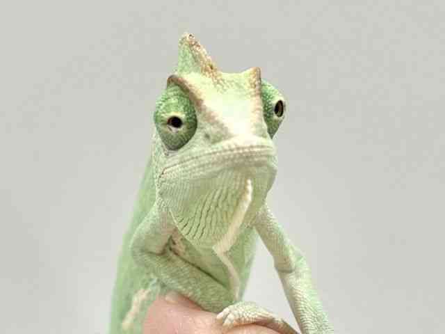 エボシカメレオン