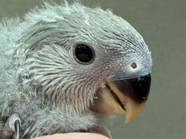 
                    コザクラインコ