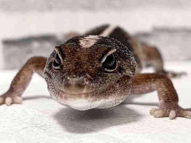 pet image