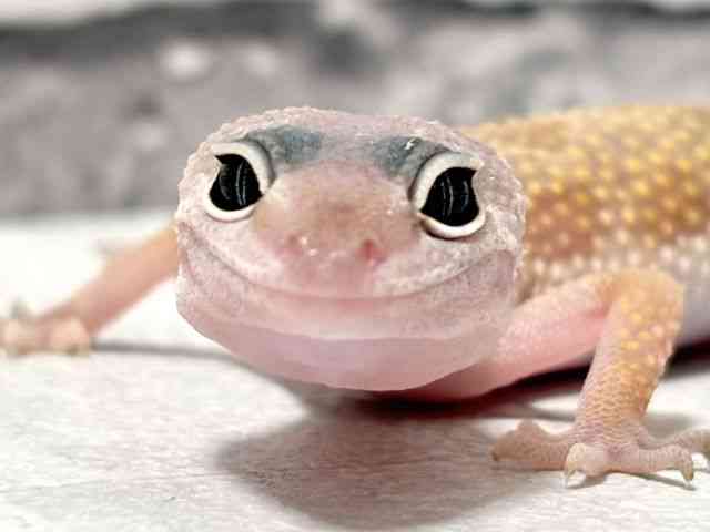 pet image