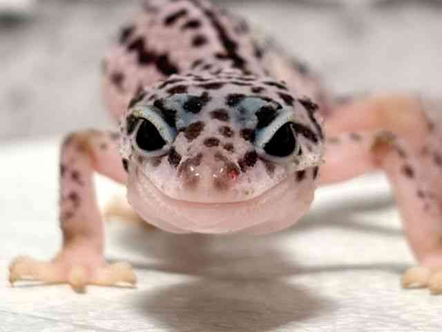 pet image