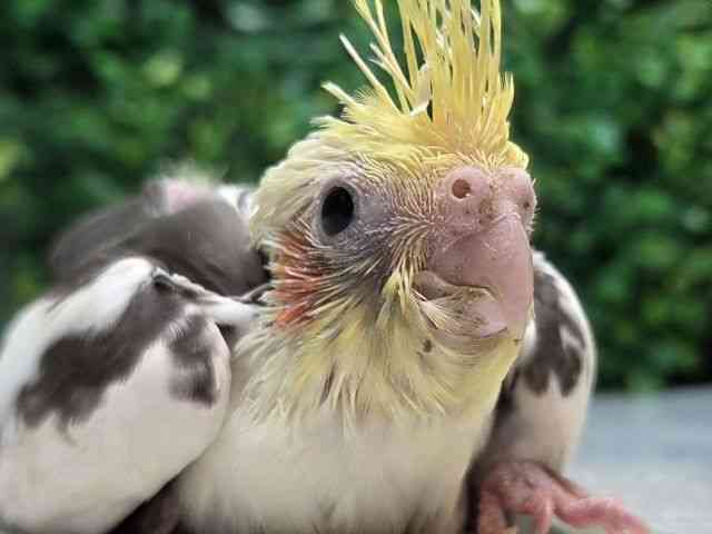 
                    オカメインコ