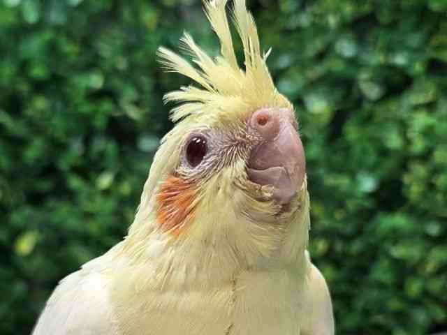 
                    オカメインコ