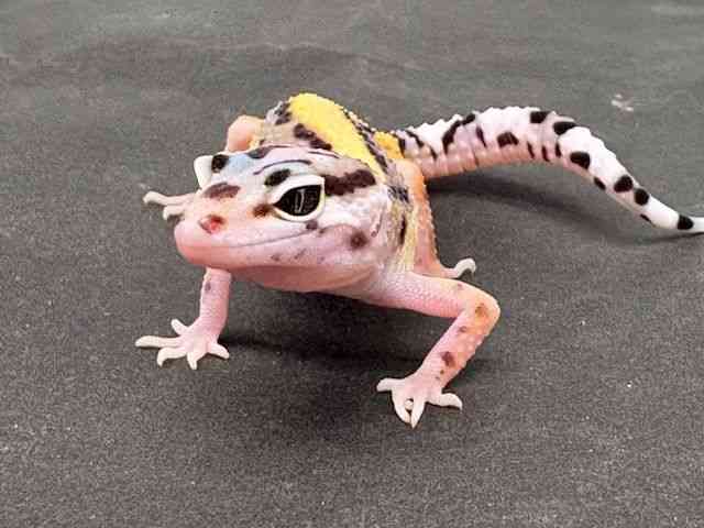 ヒョウモントカゲモドキ