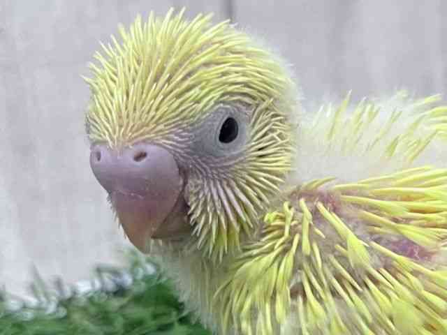 
                    セキセイインコ