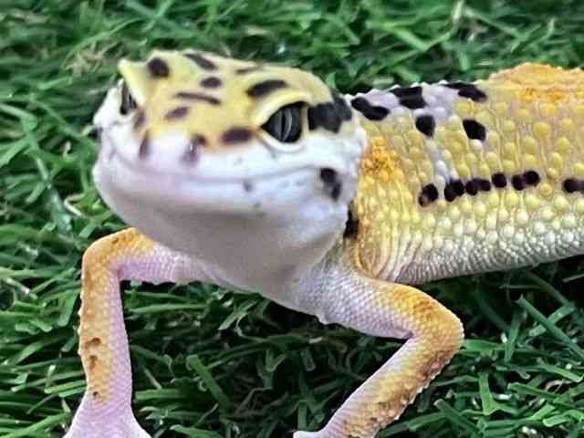 ヒョウモントカゲモドキ