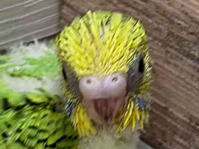 
                    セキセイインコ