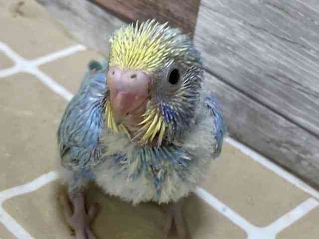 
                    セキセイインコ