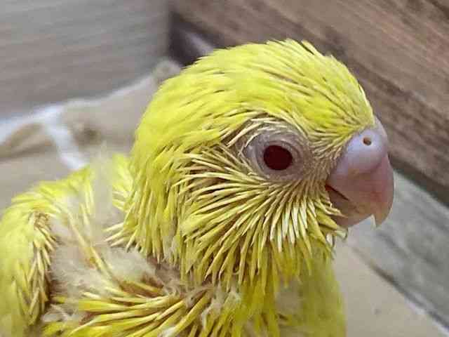 
                    セキセイインコ