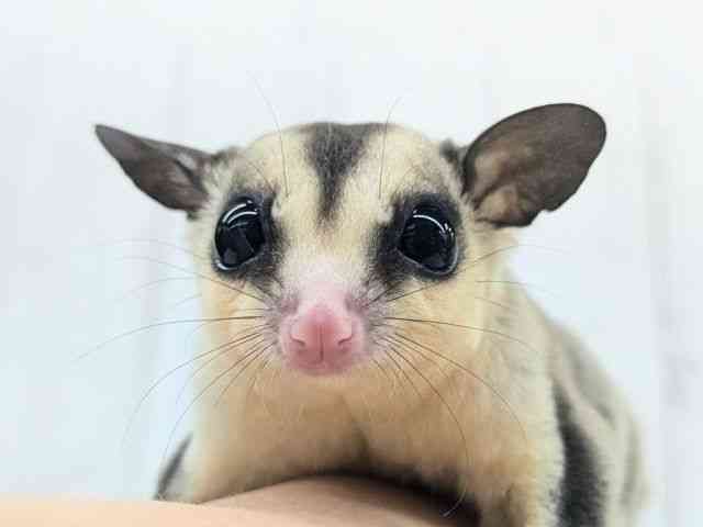 
                    フクロモモンガ