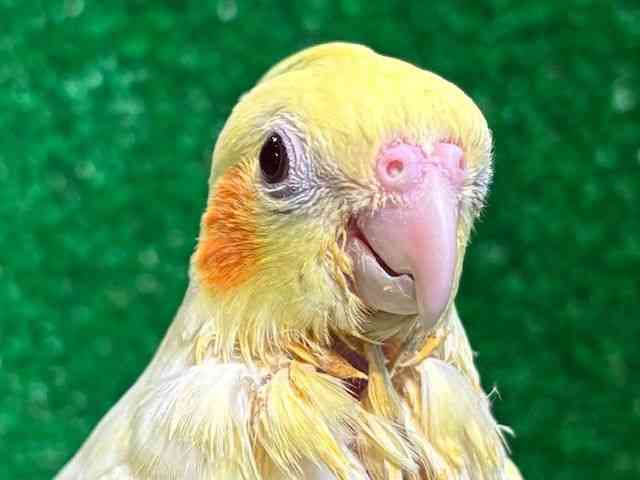 
                    オカメインコ