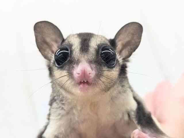 
                    フクロモモンガ