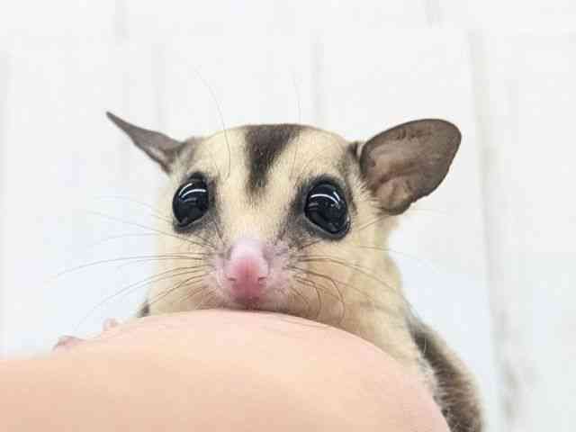 
                    フクロモモンガ