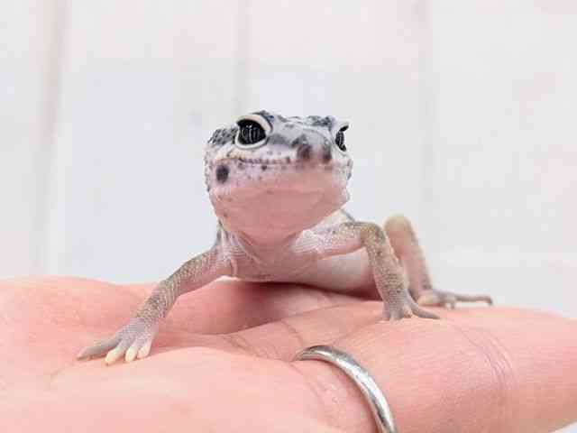 ヒョウモントカゲモドキ