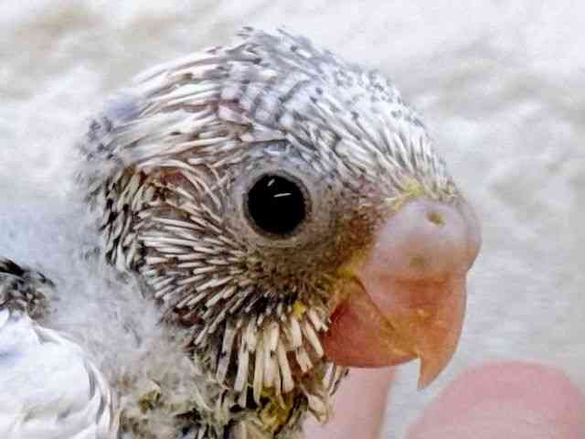 
                    セキセイインコ