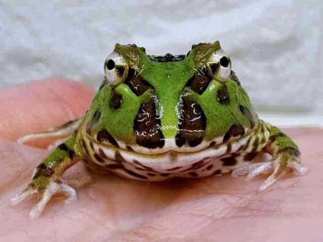 クランウェルツノガエル