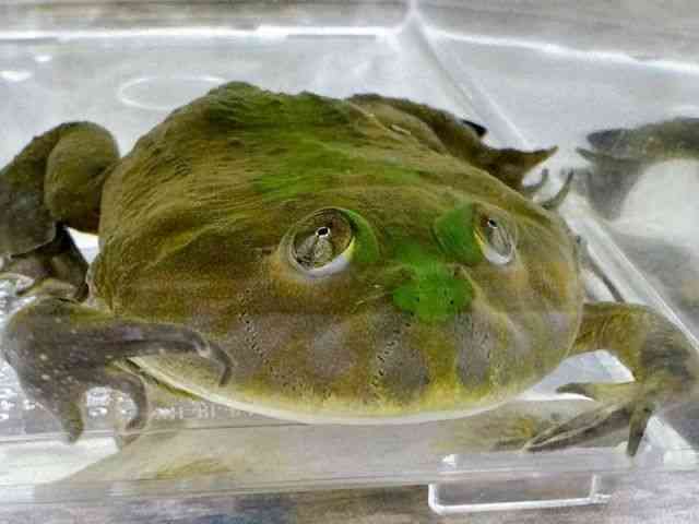 バジェットガエル