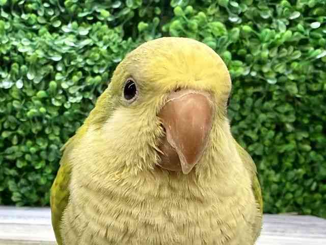 
                    オキナインコ