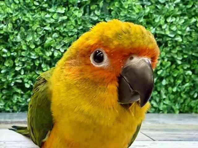 
                    コガネメキシコインコ