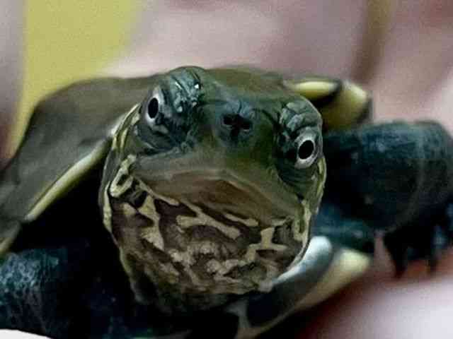 ゼニガメ