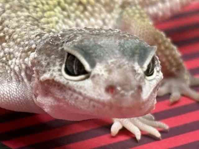 ヒョウモントカゲモドキ