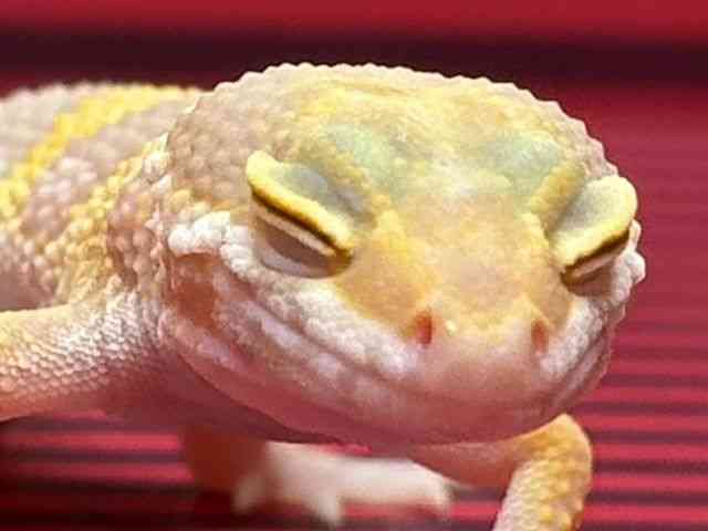 ヒョウモントカゲモドキ