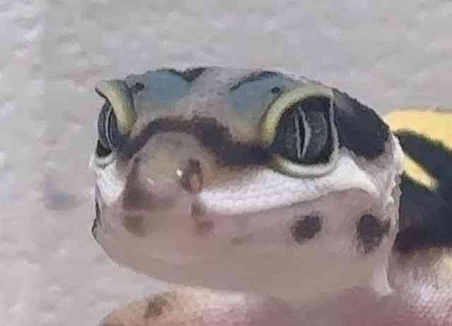 ヒョウモントカゲモドキ