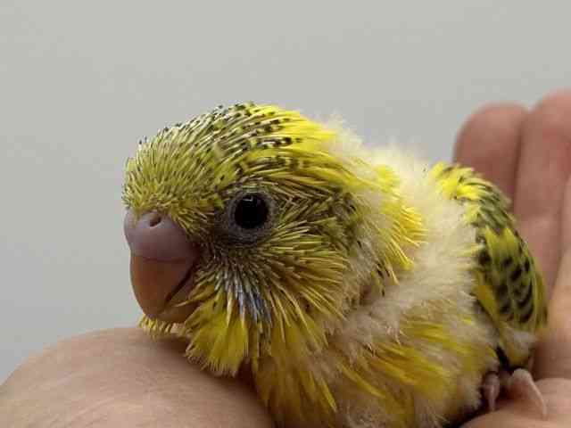 
                    セキセイインコ