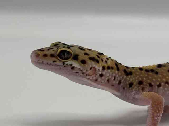 ヒョウモントカゲモドキ