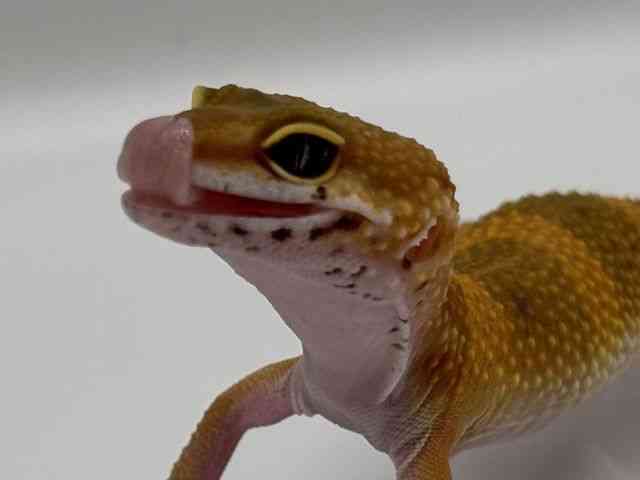 ヒョウモントカゲモドキ