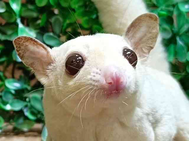 
                    フクロモモンガ