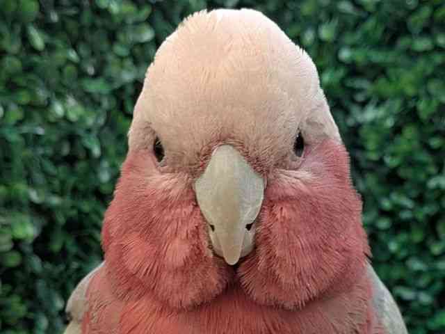 
                    モモイロインコ