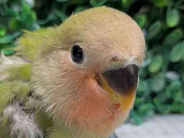 
                    コザクラインコ